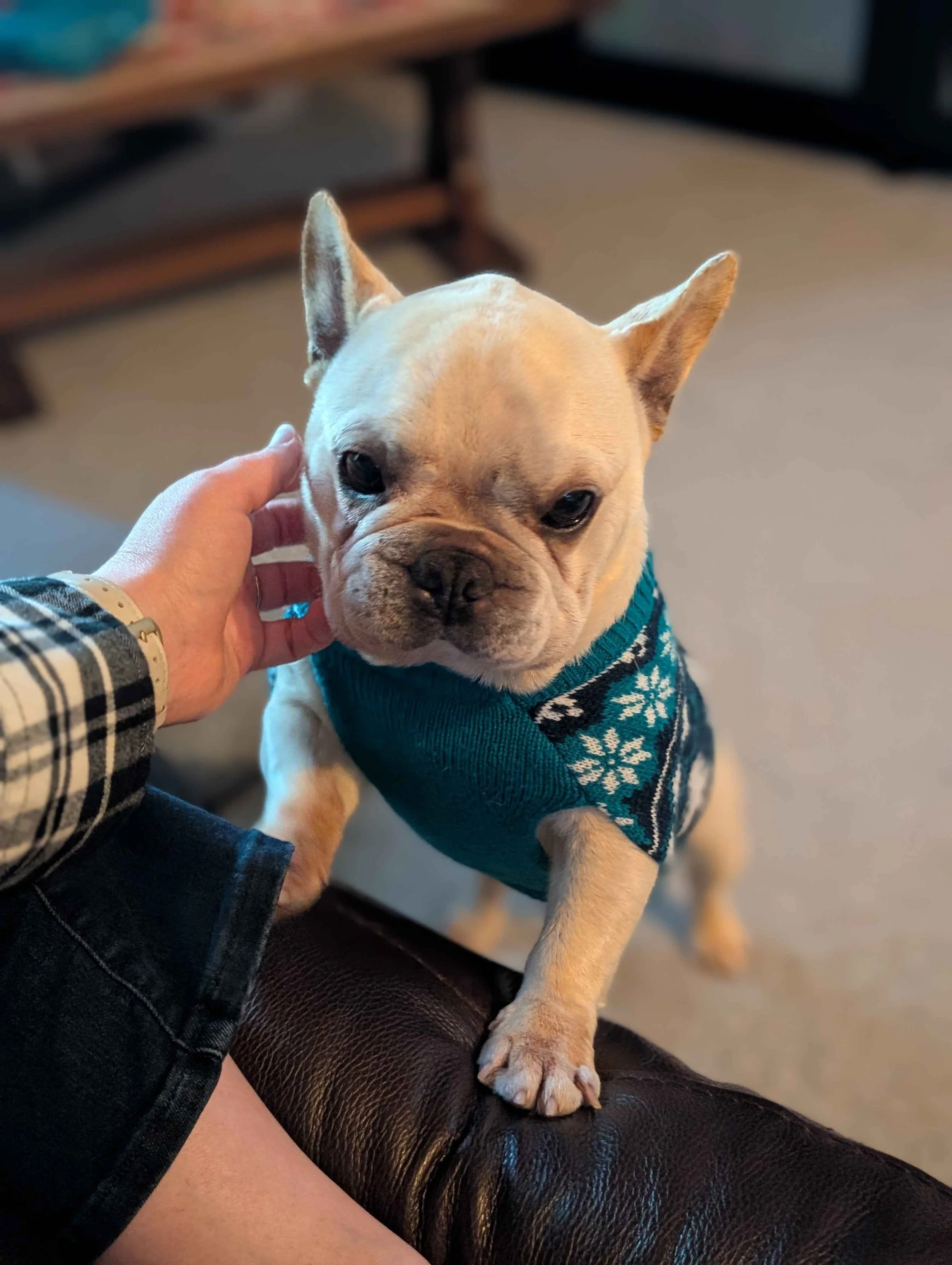 Cute Petey.jpg