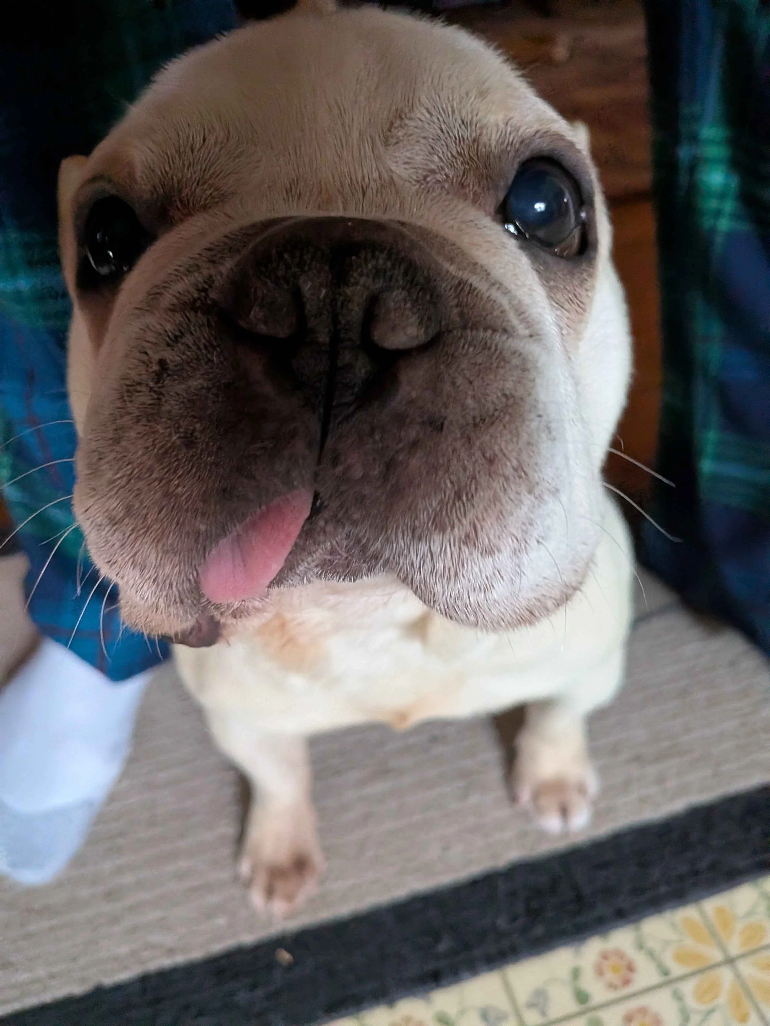 Petey Blep.jpg