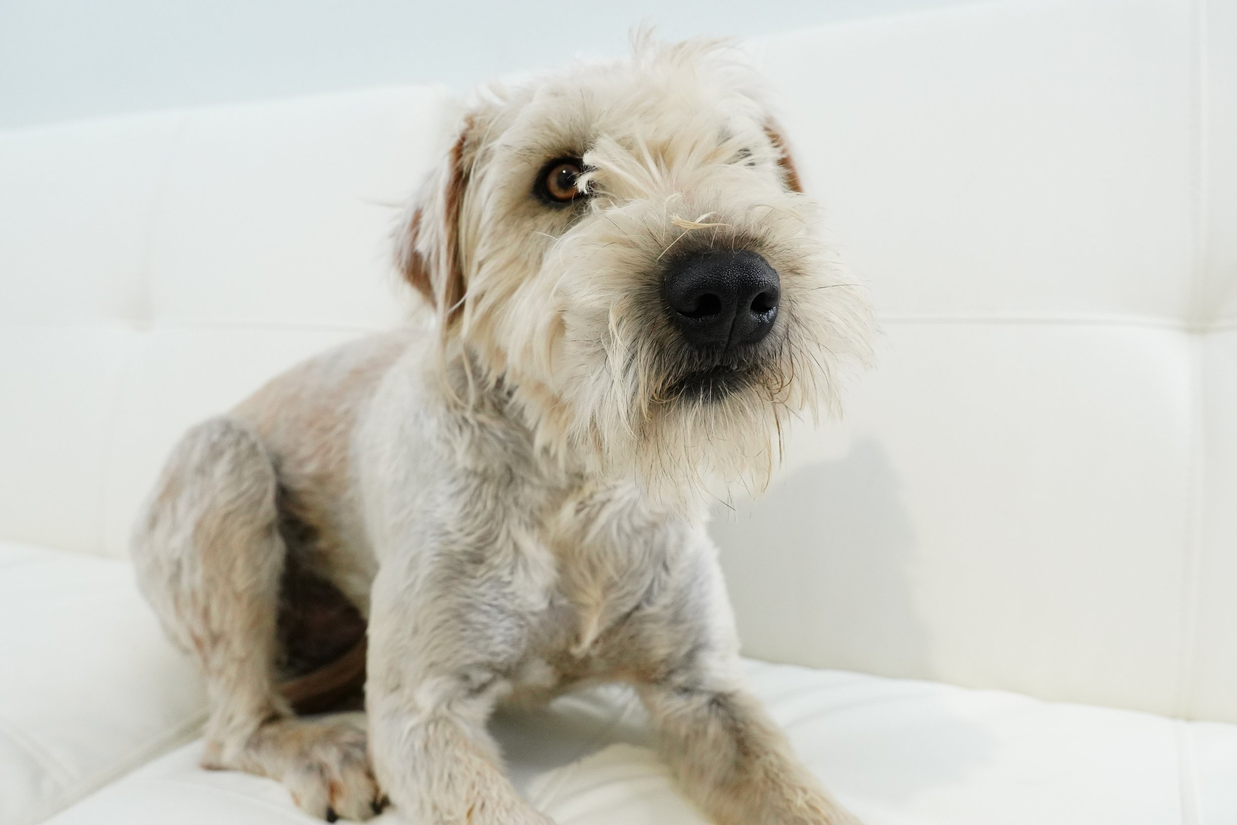 Quinn female wheaton.JPG