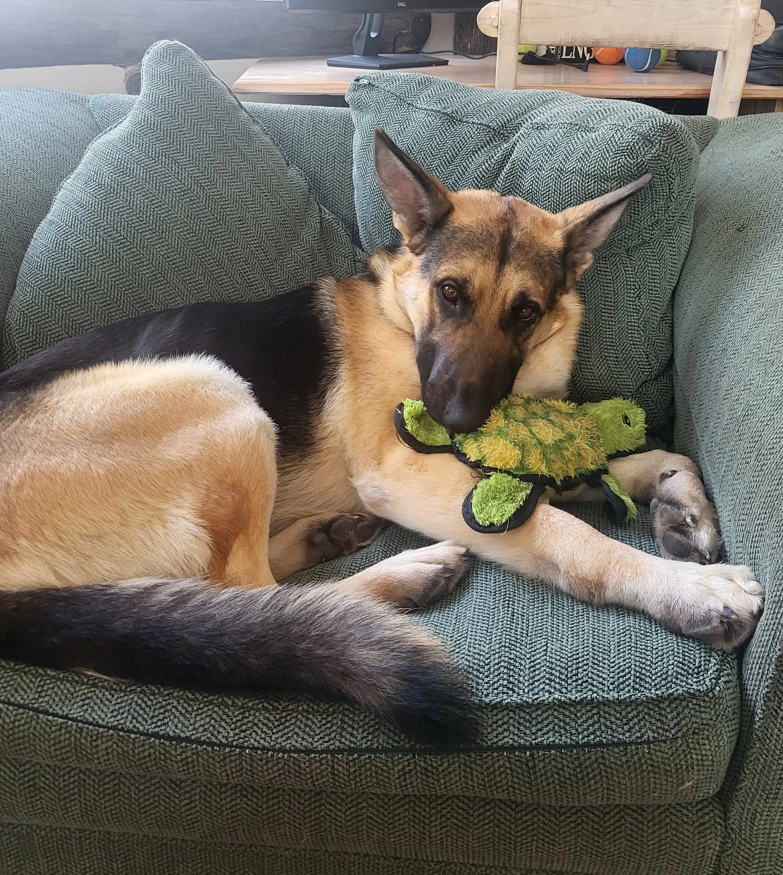 Bixie in chair w turtle.jpg