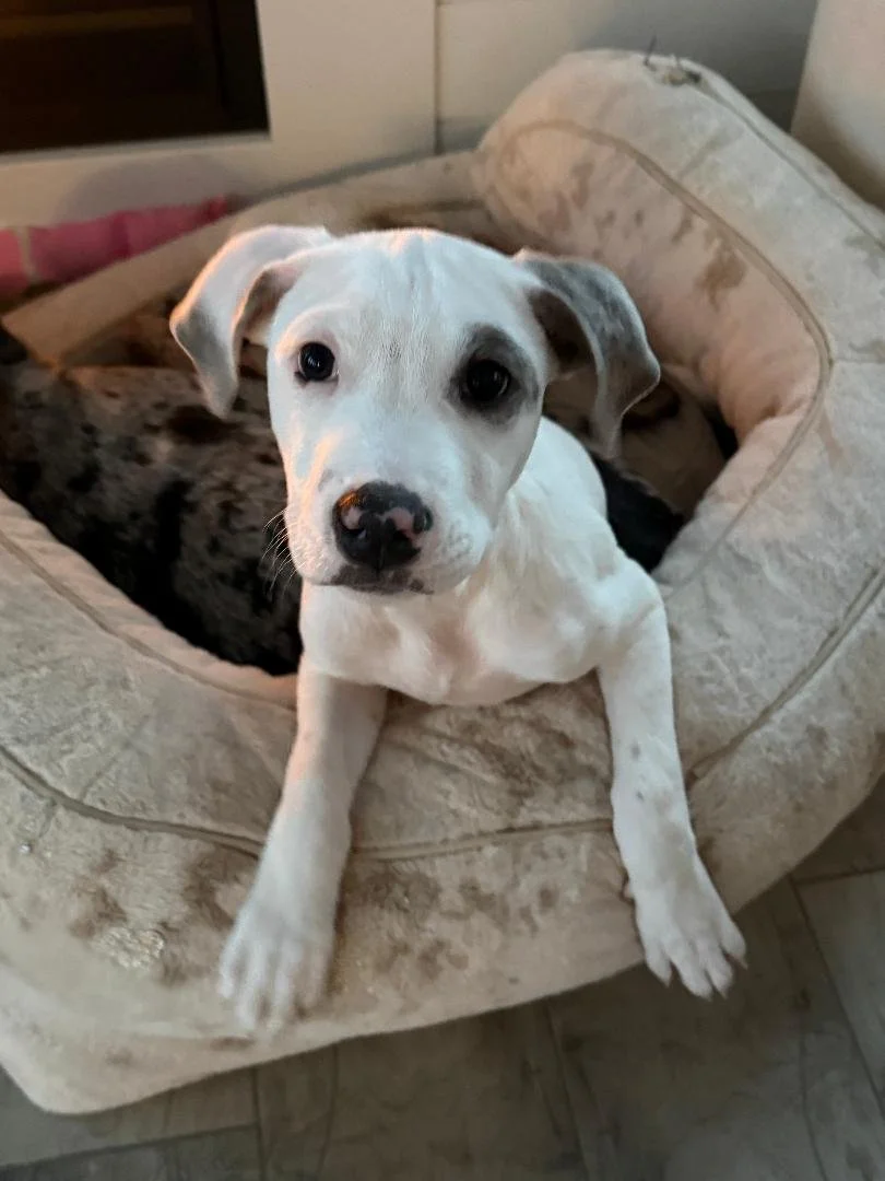 Biscuit Closeup1.jpg