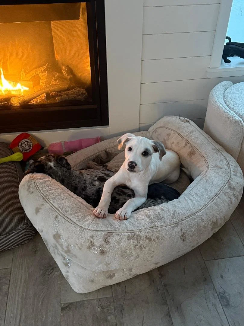 Biscuit fireplace.jpg