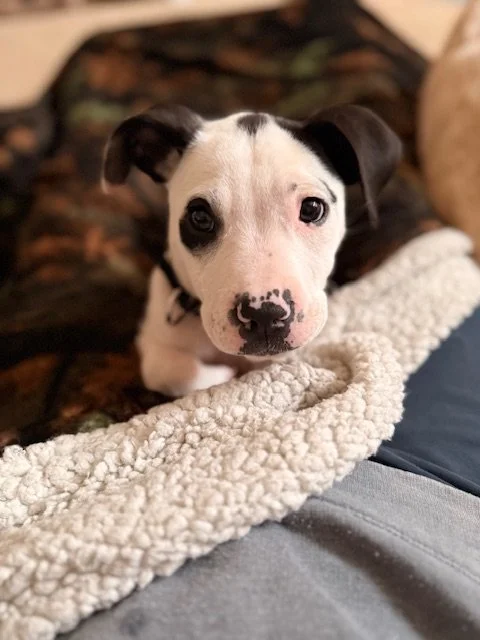 Rascal Portrait.jpeg