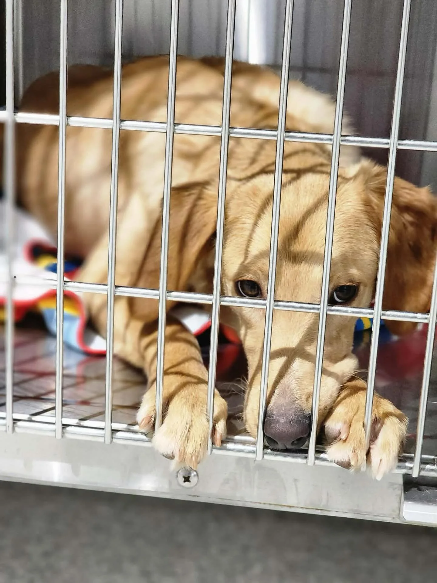 Foster Needed for Yellow Lab mix, Portrait!! 💛 Can you help??