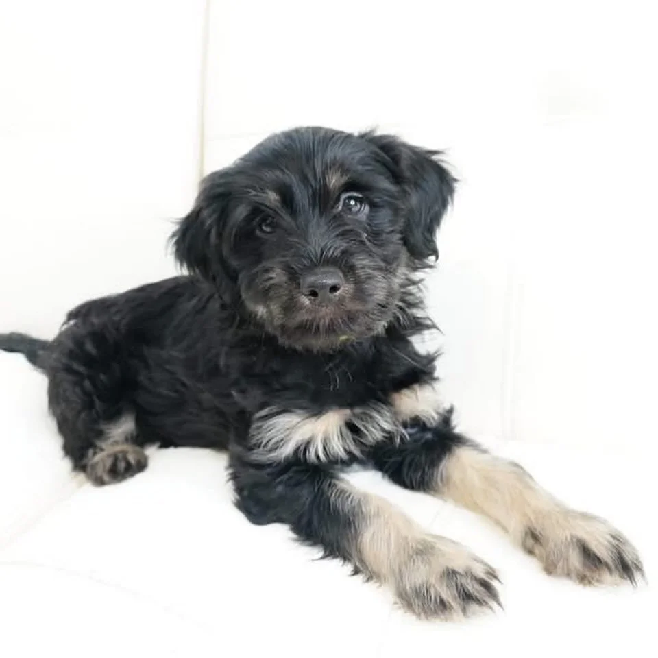 Welcome to Coco&rsquo;s Heart! 

We received a plea to help a local situation where a litter of scruffy, adorable terrier mixes were dropped off on a neighborhood doorstep. The family took them in and took great care of them before heading to rescue 