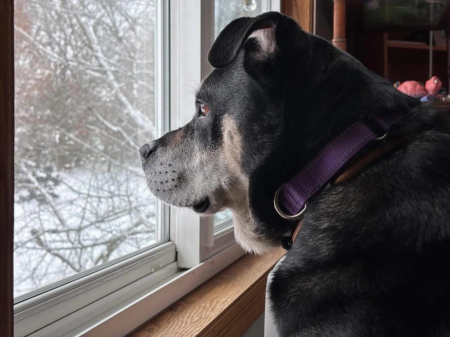 Oh sweet Valka 💕

Our coordinator remembers seeing Valka for the first time day 1 of our Out of the Cold Rescue Effort where she was sitting so quietly among chaos of the rural impound. Her soulful eyes looking back at us desperate for a second chan