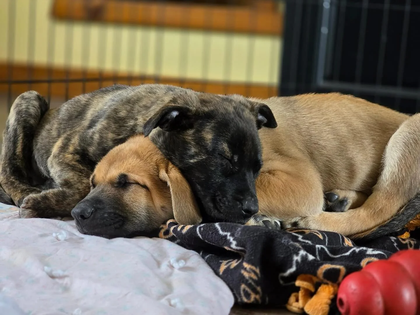 Seriously... we can&rsquo;t even. How absolutely adorable is this moment of Oceane and Bower settling into their foster home?!

They are now officially also accepting adoption interest in hopes to each find a family of their very own soon!

For more 