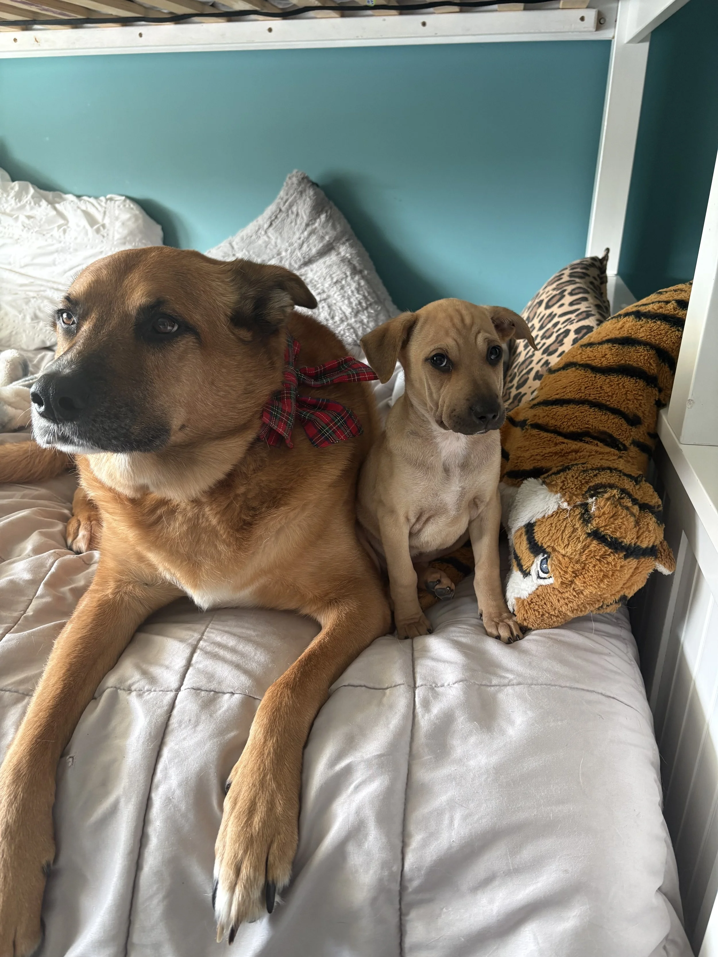 cooper and teddy.jpeg