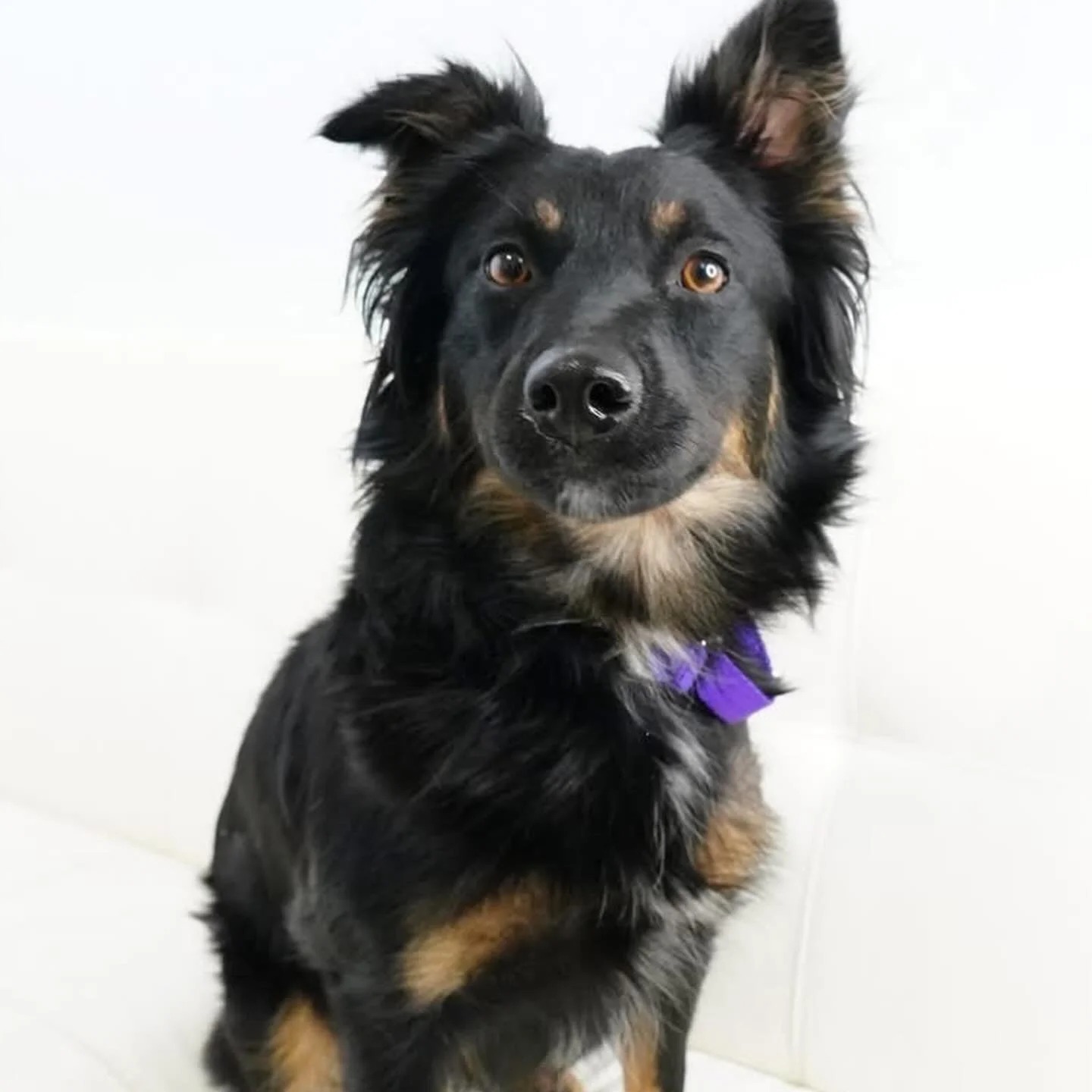 Welcome to Coco&rsquo;s Heart the Madagascar Penguins 🐧

Skipper, Private, and Rico are three brothers of Kowalski (showcased here yesterday). They arrived to rescue with their momma named Purple (pictured here as well but not yet posted for adoptio