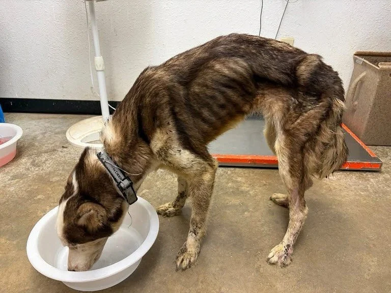 Urgent Foster Needed 🚨&rsquo;Sweet heart&rsquo; needs help 😭

It&rsquo;s extremely hard to see the condition she is in, estimated to be a 3-year old husky mix but yet only weighs 33 lbs&hellip; She was seized as part of an animal cruelty case down 