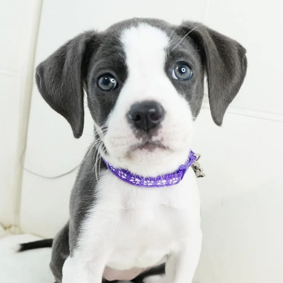 Welcome to Coco&rsquo;s Hear Sugar Plum! 

This beautiful little pea is warming the hearts of all who she meets with her playful and fun personality. She is a wonderful professional puppy model and would love to meet her forever home soon!

For more 