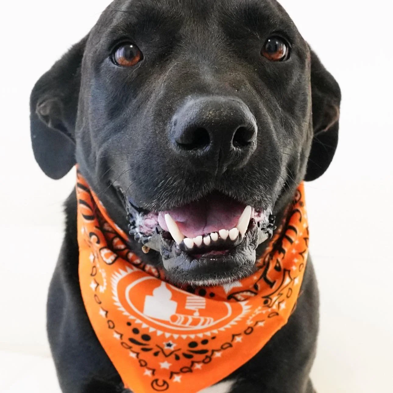 Welcome to ❄️Coco&rsquo;s Heart&ndash; all the way from Texas! 🤠

The following dogs recently arrived at Coco&rsquo;s Heart as part of our Texas Transport Program&ndash; a new program launched to help make an impactful difference for our partner she