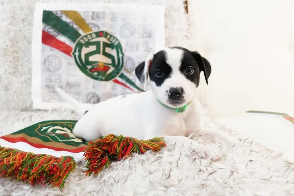 🚨 Breaking news from the kennel wire: A basket full of Arkansas puppies just completed the most lopsided trade in Minnesota sports history! 

Heading north to Minnesota in exchange for &ldquo;future considerations&rdquo;. The pups arrived, immediate