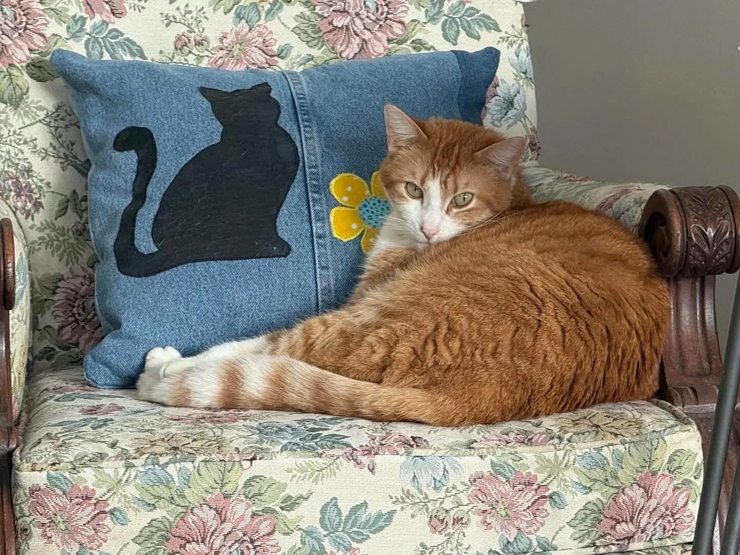 Arnie is a beautiful cat who arrived to rescue from our Out of the Cold rescue effort. She arrived as &ldquo;Arnold&rdquo; and quickly learning he was a she so she became &ldquo;Arnie&rdquo;. She arrived to rescue very ill and in such bad health that