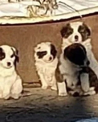 URGENT ‼️ Giant breed fosters needed ASAP. 

We received an urgent plea to help six great pyr mix pups and their momma (not pictured) from rural Minnesota who have been surviving outside. The need a rescue placement ASAP. Rescuers are working to get 