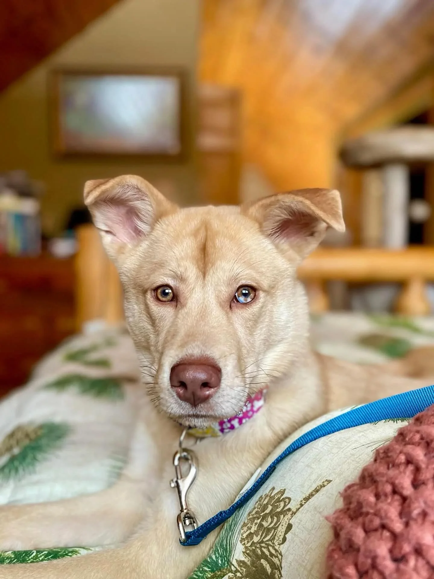 Introducing Denali: your next biggest fan! 

Denali is a goofy, curious, and lovable lab mix with a PhD in Velcro Behavior. If you&rsquo;re looking for a dog who wants to be your best friend, biggest fan, and your partner in all of the learning that 