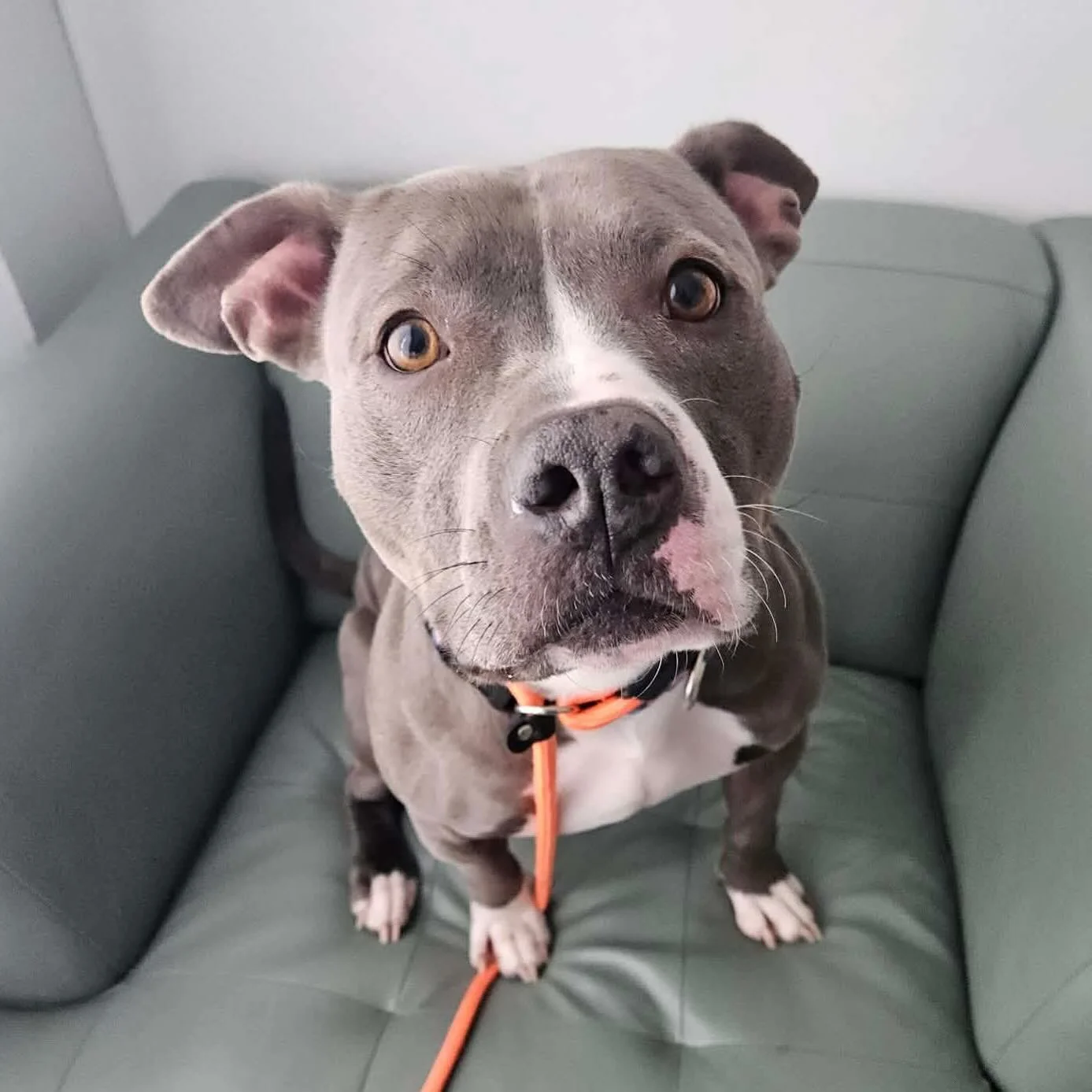 Foster Needed for Sunny!

This pretty little pittie girl is looking for a foster home where she can be the only dog. She was adopted and returned recently due to not getting along with the other dog in the home. She is just finishing up a behavior ev