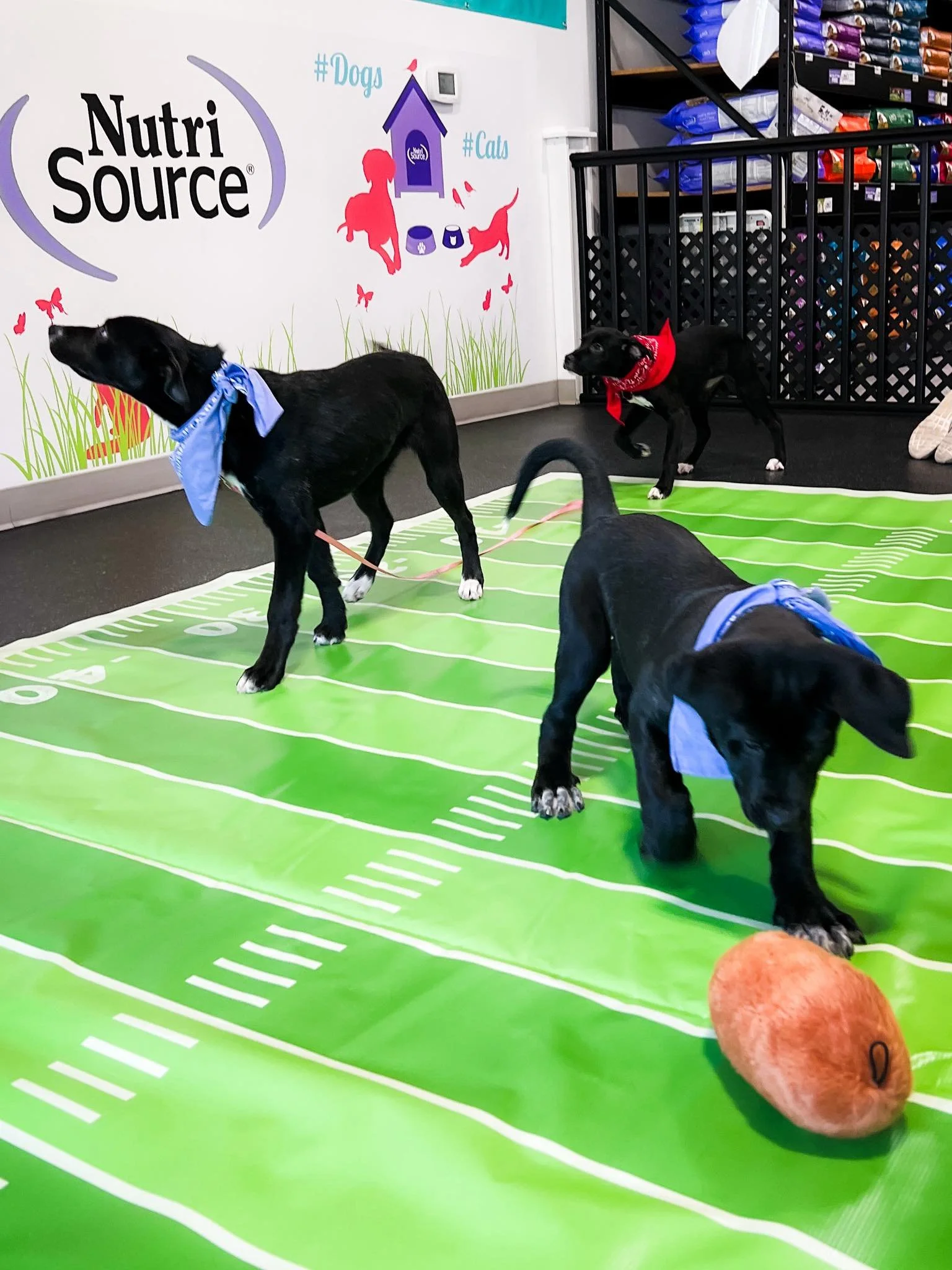 It's a Puppy Bowl kind of weekend! 🏆

You aren't going to want to miss this year's lineup!! Taking the field Mars, Jupiter, Venus, Saturn, Eleanor, Fredrick, Mackenzie, Harry, Mark,  Haizley, Han, Hallie, Harper, Holden, Harvey, Hudson and Huey. 

T