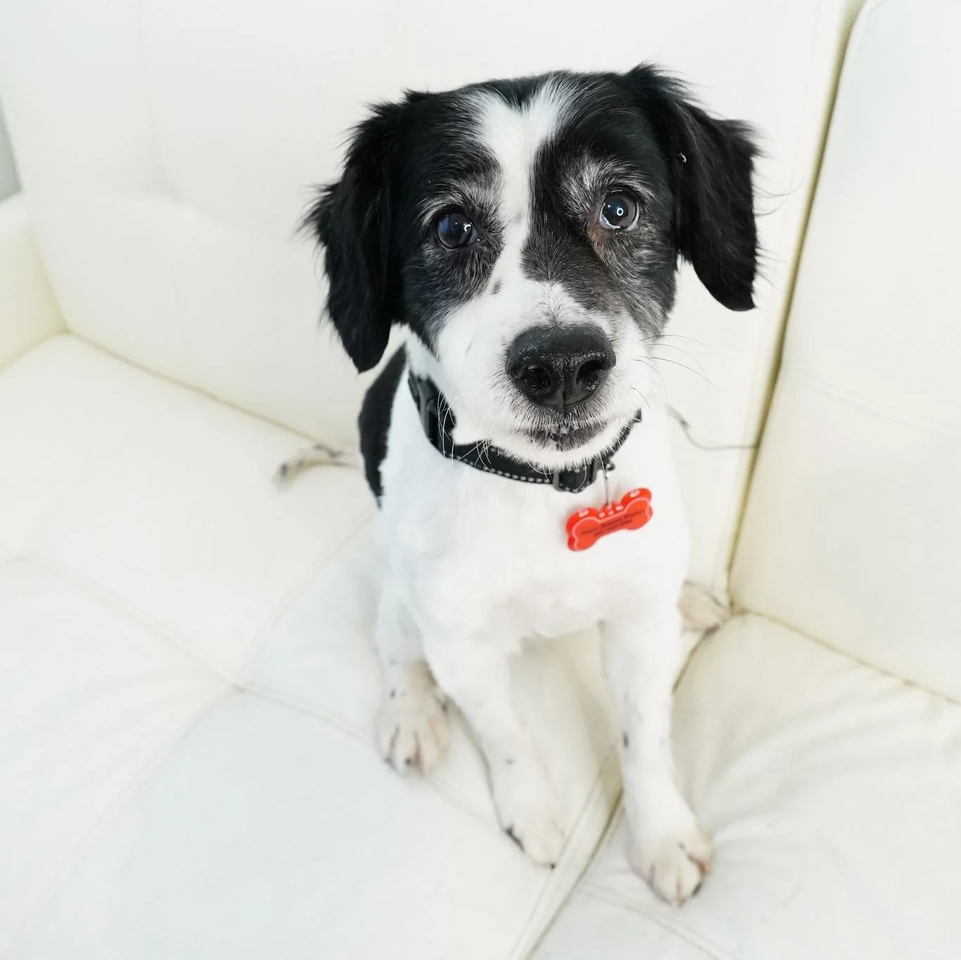 Welcome to Coco's Heart Jeeves! 

This sweet boy came from a hard past and is learning that people can be kind and safe. Each day, Jeeves&rsquo;s trust continues to grow, and it&rsquo;s incredibly rewarding to watch him come out of his shell. He abso