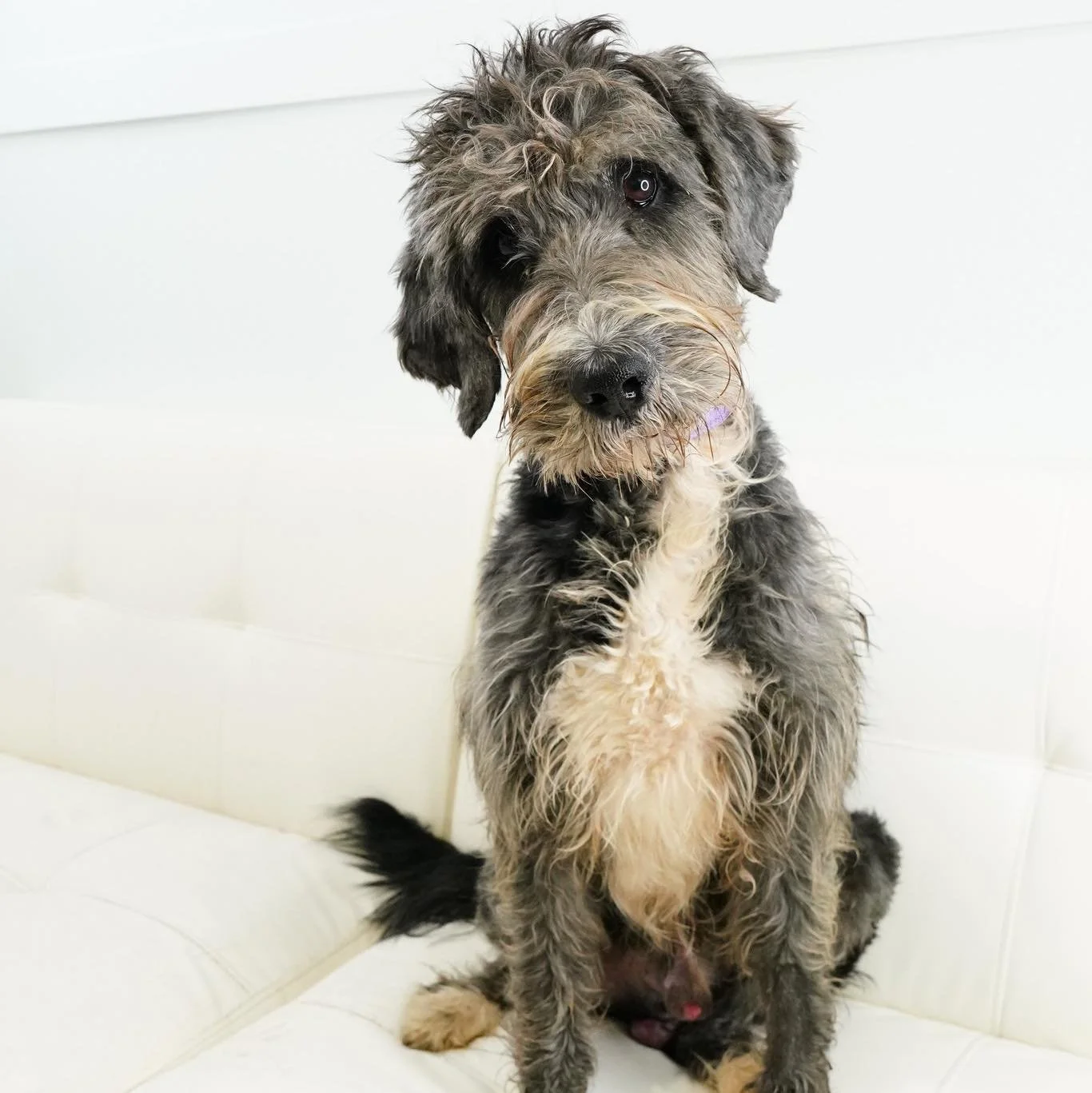 Welcome to Coco's Heart Deddy! 

Deddy the labradoodle (best guess) is as sweet as they come &mdash; a gentle soul who absolutely loves being around his people. He&rsquo;s fully potty trained and keeps his crate clean, though he might need a little e