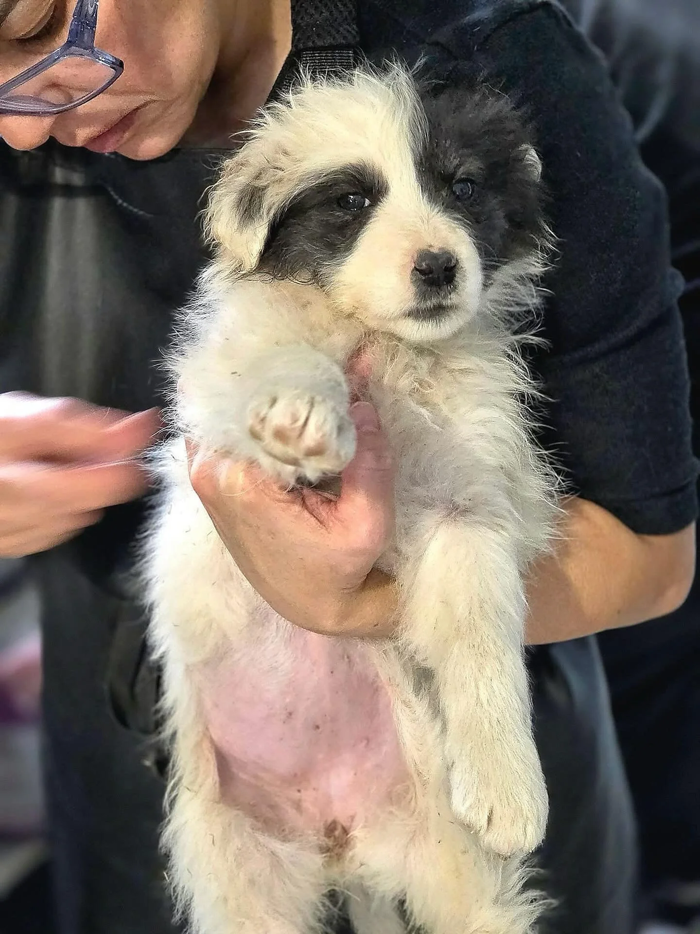 Oh my goodness. 

This is the smallest puppy that arrived yesterday from a litter of 10 (not the 6 we expected!) of puppies living outside. She was matted and dirty, tired, and so sad...but our team got to work right away taking the first steps getti