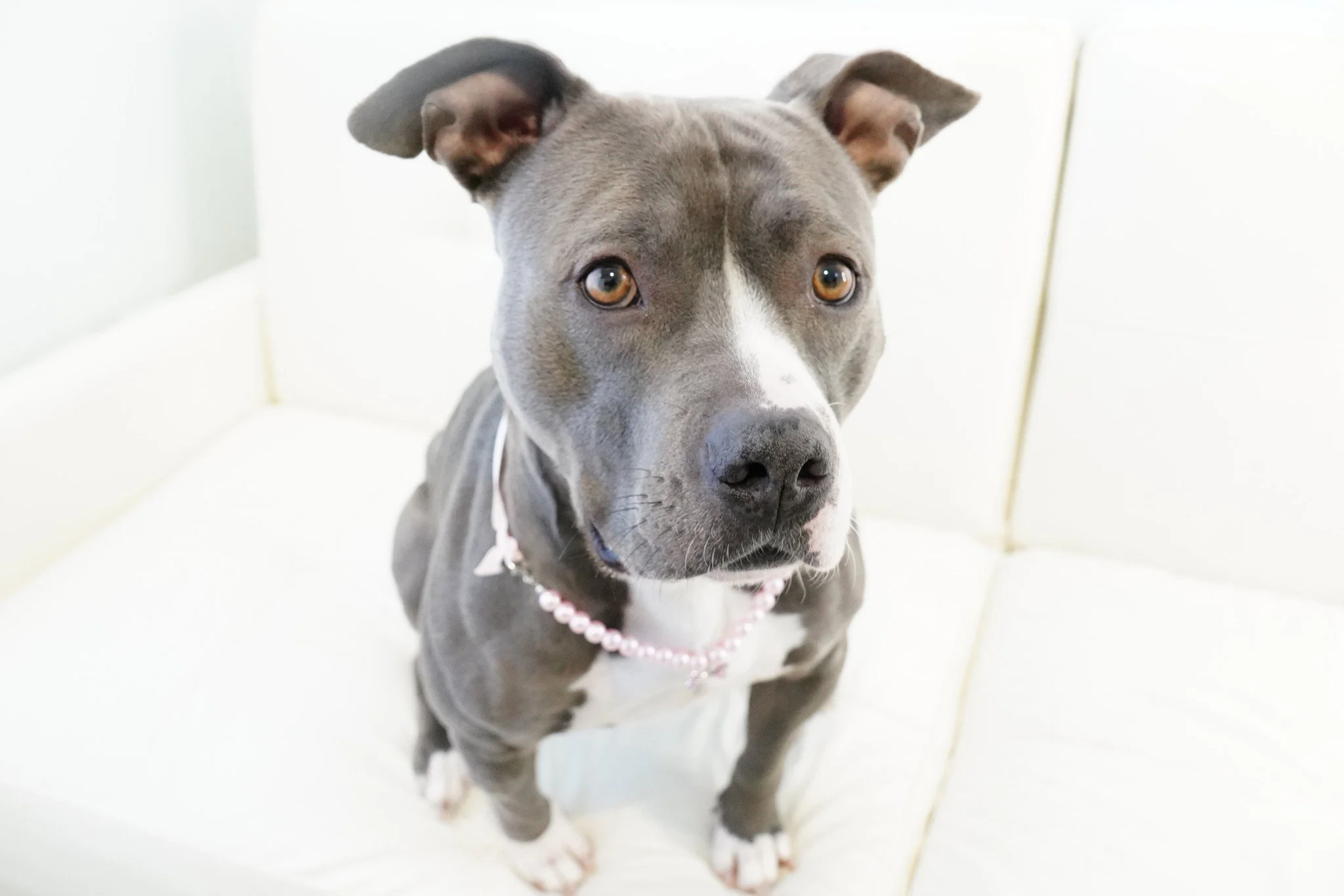 Foster Needed for Sunny!

This pretty little pittie girl is looking for a foster home where she can be the only dog. She was adopted and returned recently due to not getting along with the other dog in the home. She is just finishing up a behavior ev