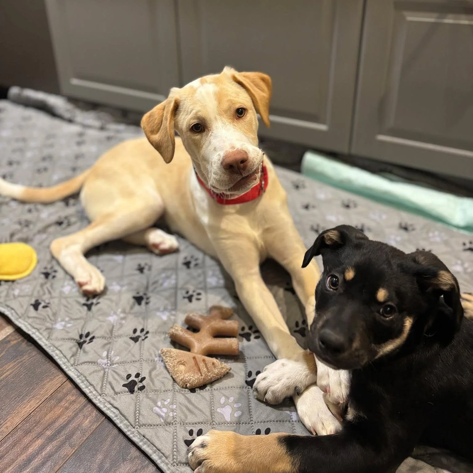 Welcome to Coco's Heart Aggie! 

Aggie is a sweet, playful lab mix who was born in September and made his way to us all the way from Texas. He&rsquo;s around 30 pounds, with a gorgeous cream coat and soft tan markings&mdash;and an equally beautiful p