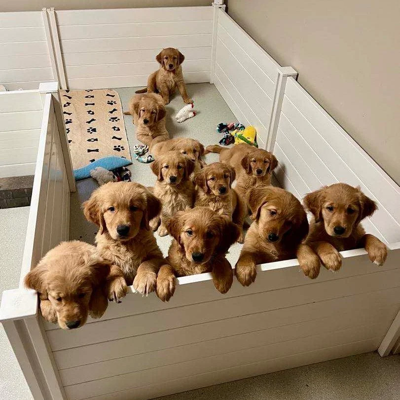 Potty pads Needed! Oh-no! Our supply of potty pads are currently low and we are hoping for some help to refill our shelves. Potty pads play an essential role in helping foster families maintain clean environments for foster puppies and litters and th