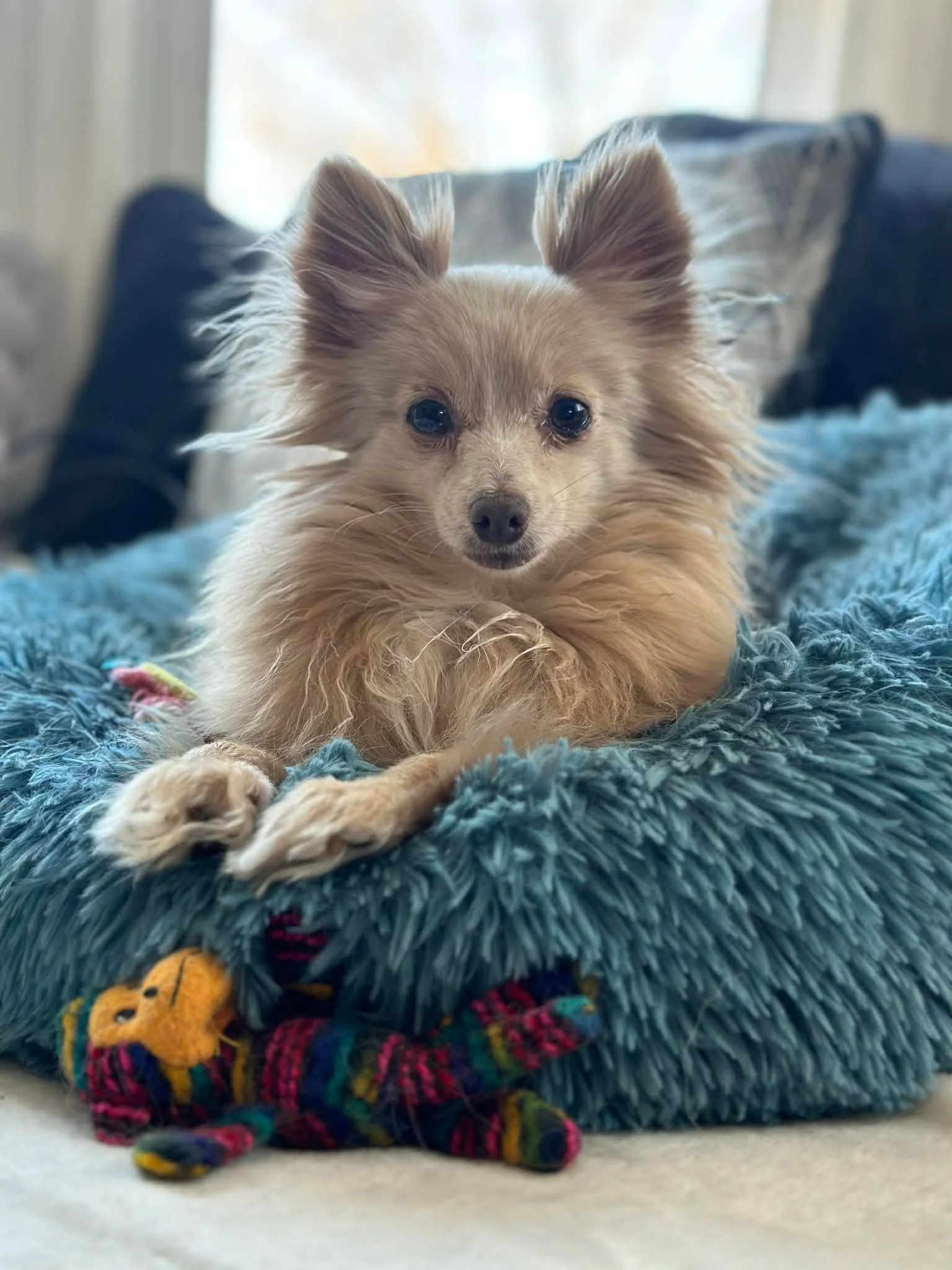 Supply Needed! <3 

We are looking for some donations of a few items for our awesome foster dogs and foster families to utilize. A few things that we are just currently running low on and would appreciate some additional donations to fill up our s