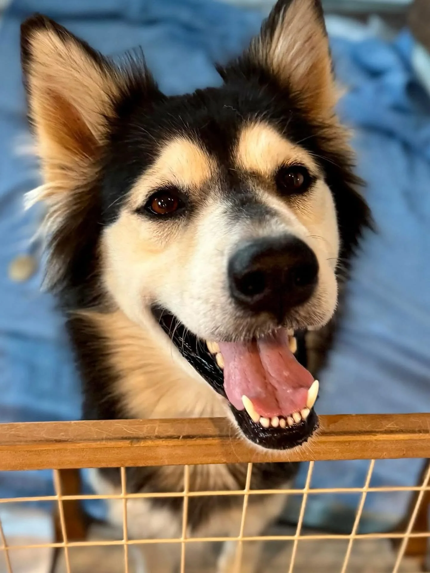 Welcome to Coco&rsquo;s Heart Sky! 

This extroverted malamute mix lady is ready to meet her forever family. She&rsquo;s not shy in the least. She is happy to meet new people, dogs, and even cats. 

With people, she wants to be pet, to play, to be ne