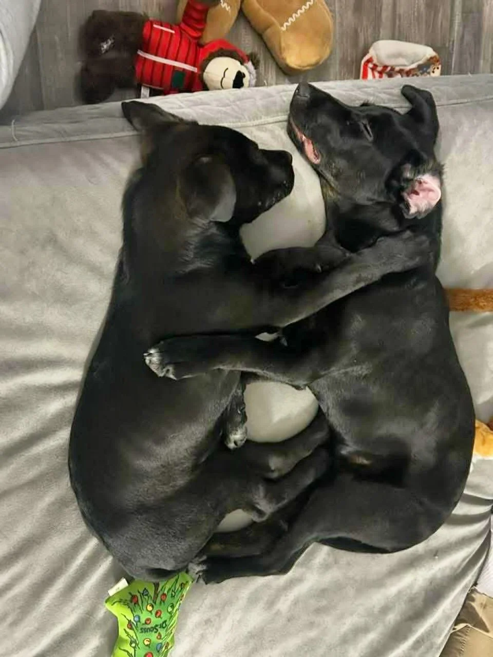 😍 True Puppy Love 😍 Clay &amp; Eddison are both dreaming of their forever homes&hellip; is that you?! ✨