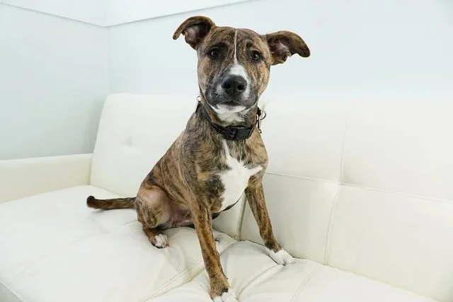 🐶 What better way to spend your Saturday afternoon than with some of our amazing, adoptable dogs! 🐶

Head on in to Pet Evolution - Woodbury on Saturday anytime between 11am - 2pm for our adoption event and be ready to meet Juneau, Carolina, Logan, 