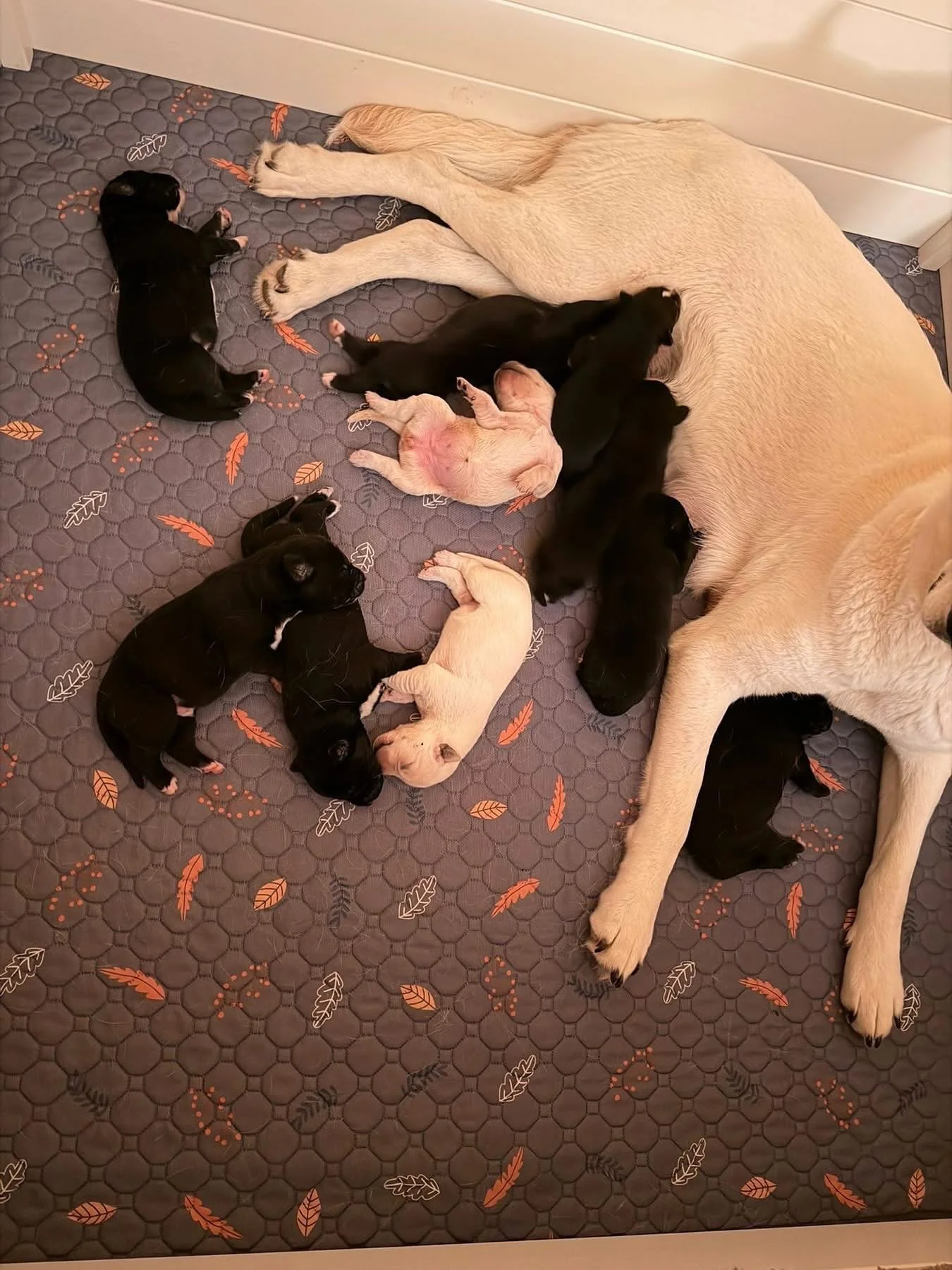 Happy Sunday Friends, from Gemma&rsquo;s sleepiest puppy! 🥹