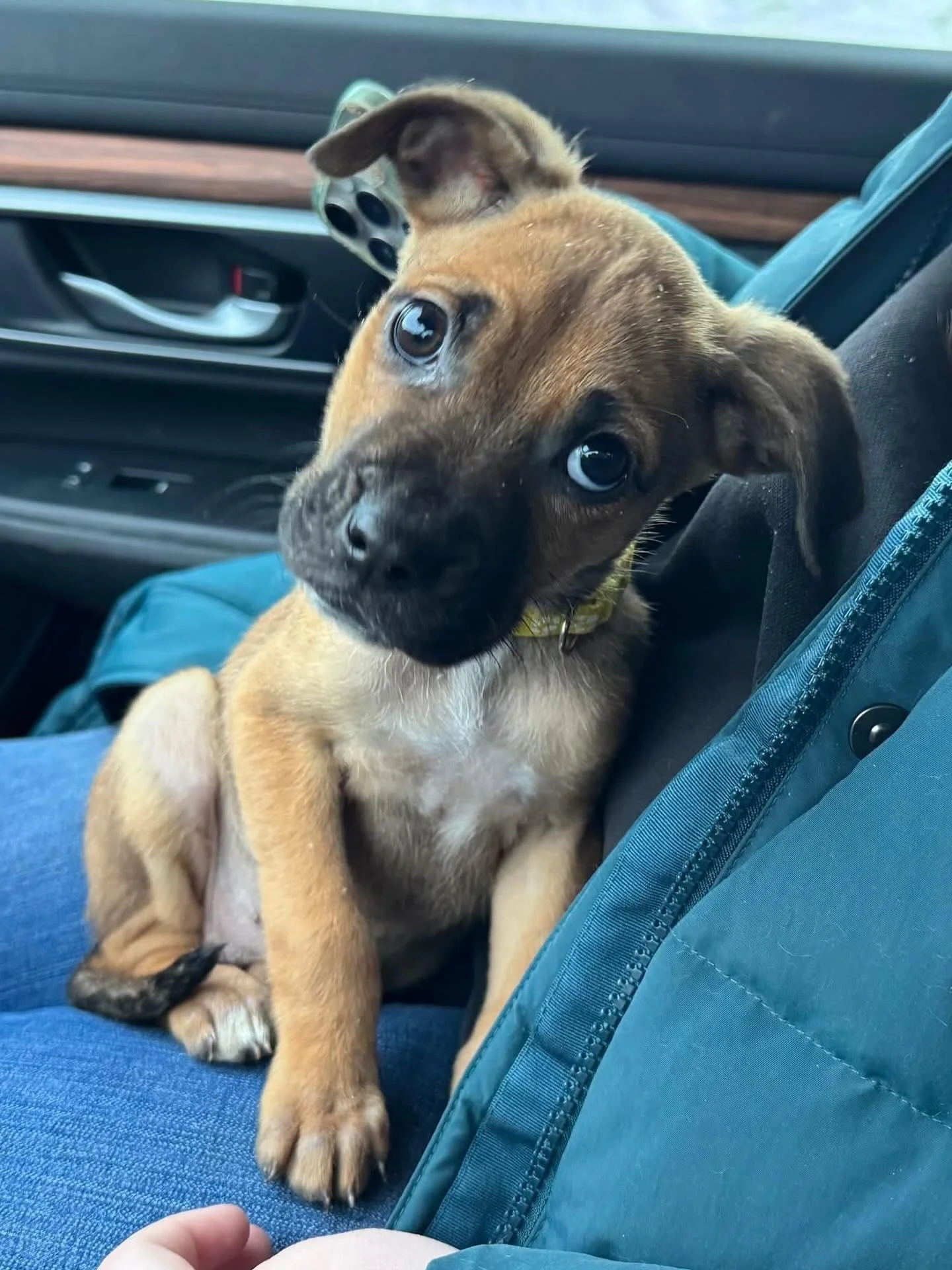 Check out this little peanut! 

Hallie Mae is a super adorable and little bitty girl who is reported to be a boxer mix (of some sorts). She has a big personality with a lot of love and laughter to bring to a lucky family of her own.

For more informa