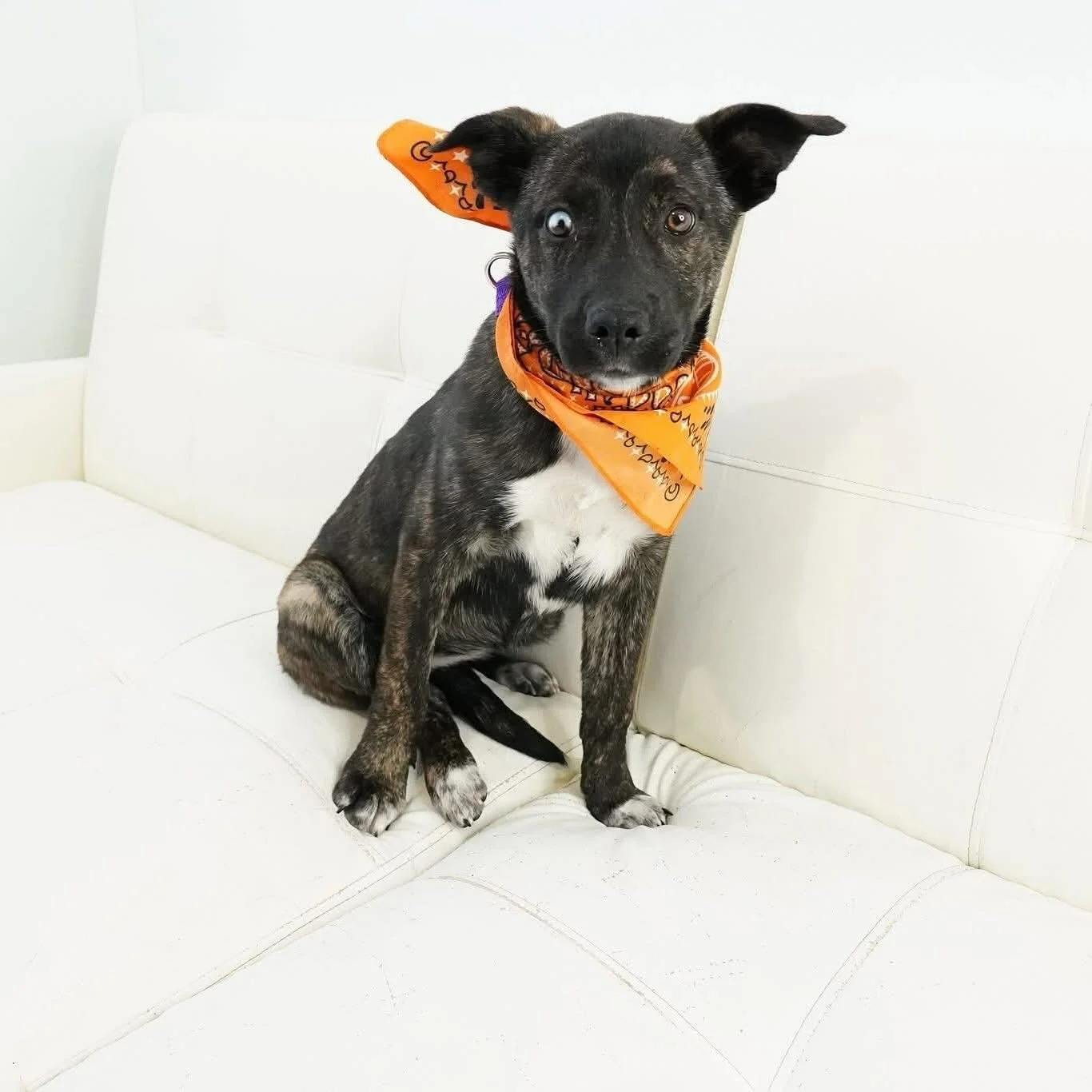 ✨🐶 Foster (or adopter!) needed for Echo! 🐶✨

Say hello to Echo, a stunning pup with eyes as unique and unforgettable as her personality! 💫 This beautiful girl turns heads everywhere she goes&mdash;not just because of her looks, but because of her 