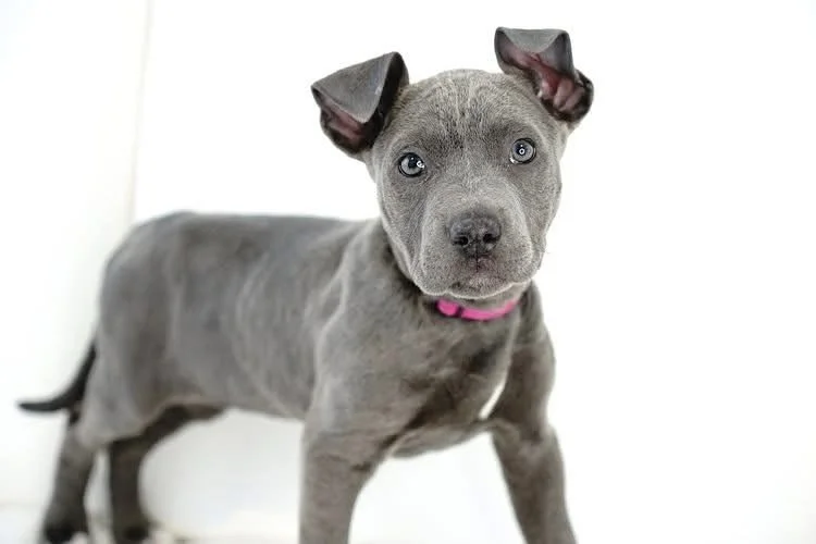 Coco&rsquo;s Heart is hiring! 

Position: Certified Veterinary Technician that also functions as our Special Medical Cases Manager! Education on whelping/neonatal care important.

Salary: $60,000

Benefits include Medical Stipend, 401K match, PTO 

S