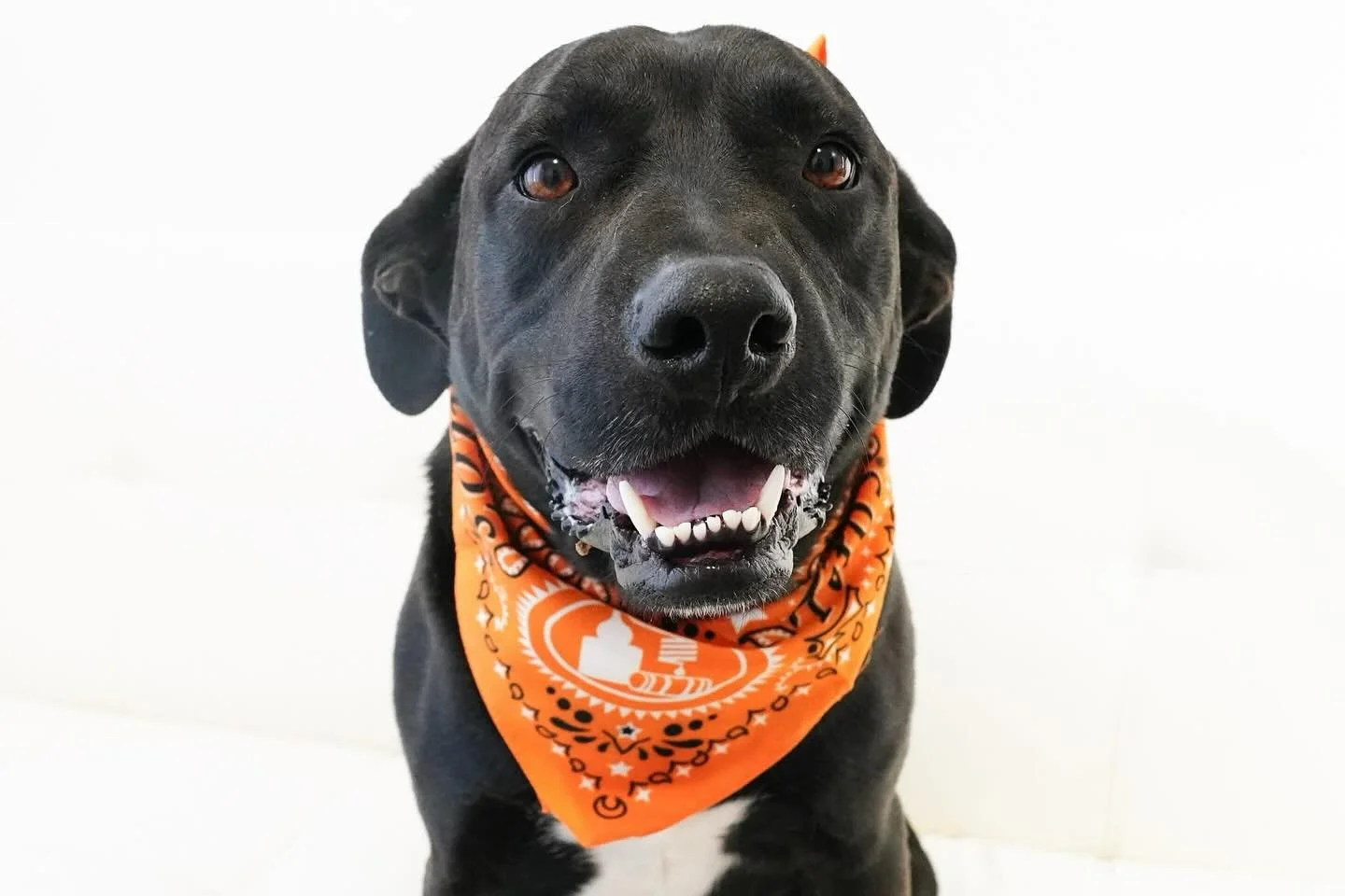 Just try to say no to this face...we dare ya 😉

Herschel is STILL on the search for a foster or forever home and we just can&rsquo;t believe it! He is such a sweetie pie and wants nothing more than to please his humans. Herschel is a young adult mal