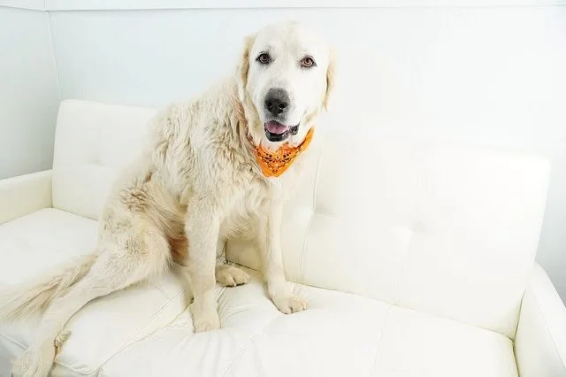 Welcome to ❄️Coco&rsquo;s Heart&ndash; all the way from Texas! 🤠

The following dogs recently arrived at Coco&rsquo;s Heart as part of our Texas Transport Program&ndash; a new program launched to help make an impactful difference for our partner she