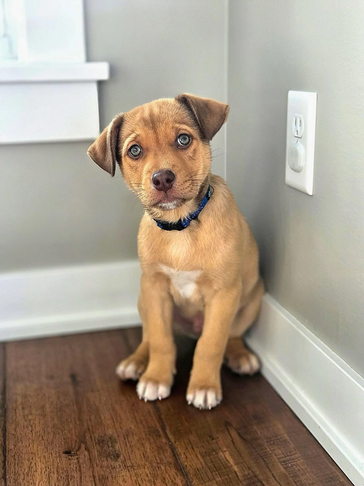 Sweet little Huey....the most darling and loving puppy! He is a mixed breed kiddo hoping to find a family of his very own ❤️ 

You can find our adoption process on our Coco&rsquo;s Heart website!