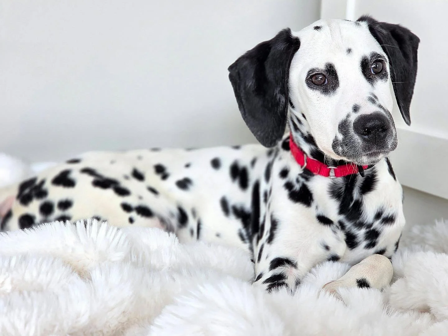 Welcome to Coco&rsquo;s Heart ❤️ 

This incredible sweetheart is a Dalmation puppy who arrived to Coco&rsquo;s Heart this weekend. He has bowed back legs and will have further assessment on Friday, but they do not seem to slow him down. He loves to r