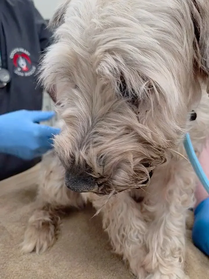 She deserved better. Her mouth and ears rage with infection, her body is defeated. Surrendered, unwanted, the silver lining is that her &ldquo;breeder&rdquo; aka puppy mill is no longer breeding and she was able to come to rescue. With that, we take 