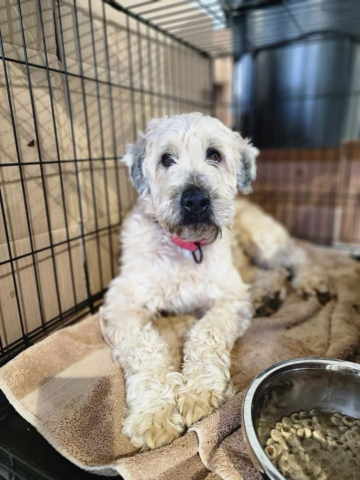 They didn&rsquo;t do anything wrong&hellip;they just weren&rsquo;t needed anymore. 💔

A group of beautiful Soft Coated Wheaten Terrier adults have just arrived to rescue after being released from a breeding program that decided to close its doors. A