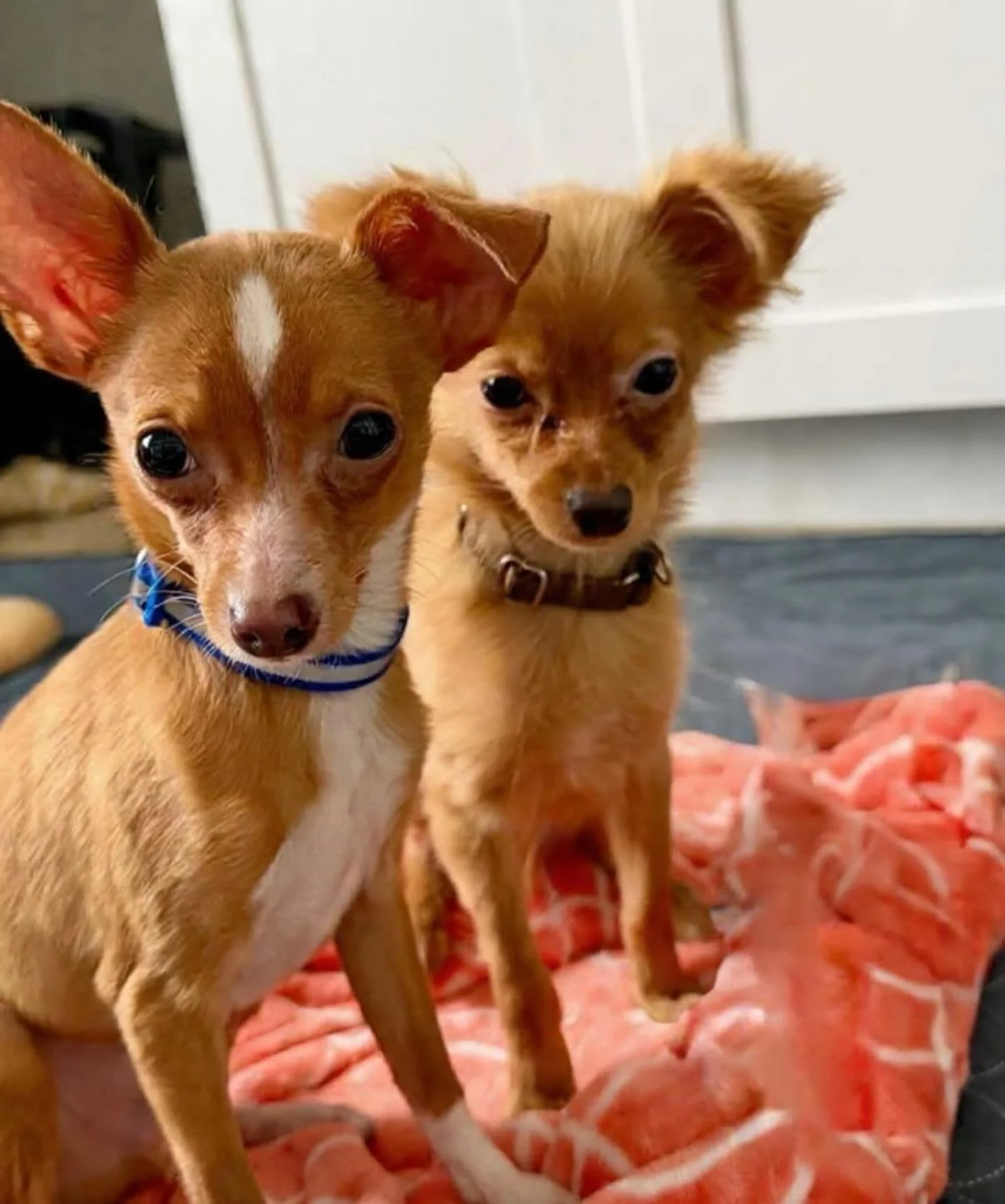 Welcome to Coco&rsquo;s Heart! 

Tito and Mack are two adorable little bitty chihuahua brothers who arrived to rescue recently and warmed our hearts with their goofy and big personalities. They are now officially ready to start accepting adoption int