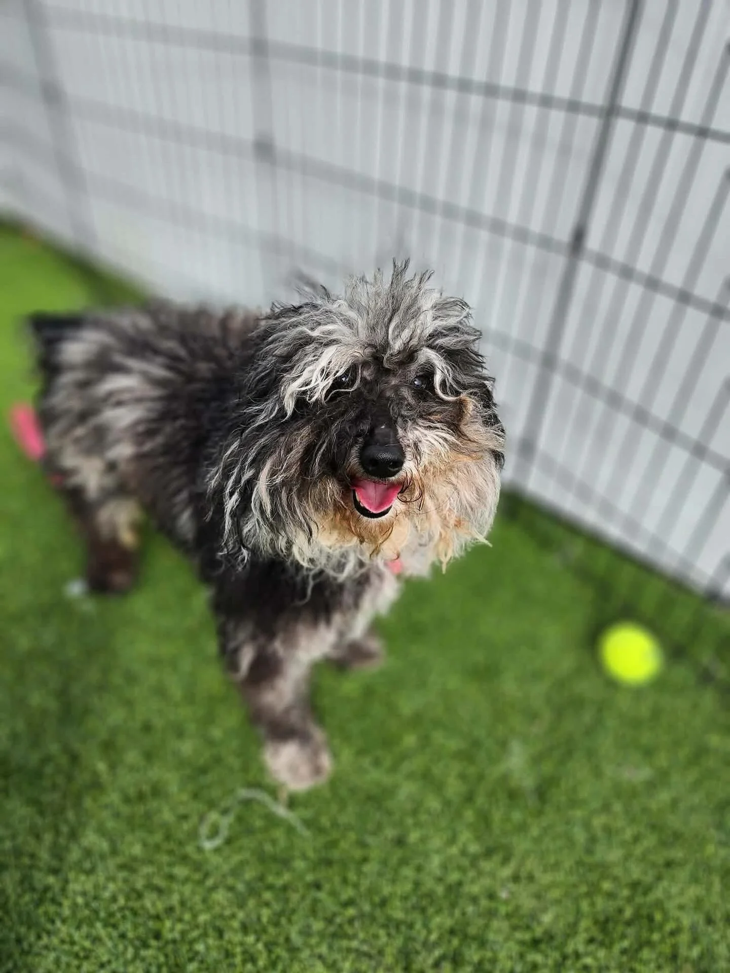 The face of freedom. A real smile... feeling sunshine. 

This little guy is Osbert! He arrived to rescue this past weekend. Matted, filthy, and scared. It has not taken much to help him start to see the goodness that life can bring. Life is not meant