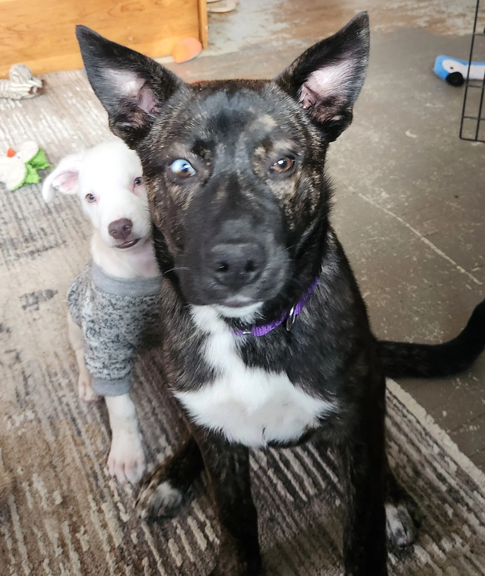 Echo making friends.jpg