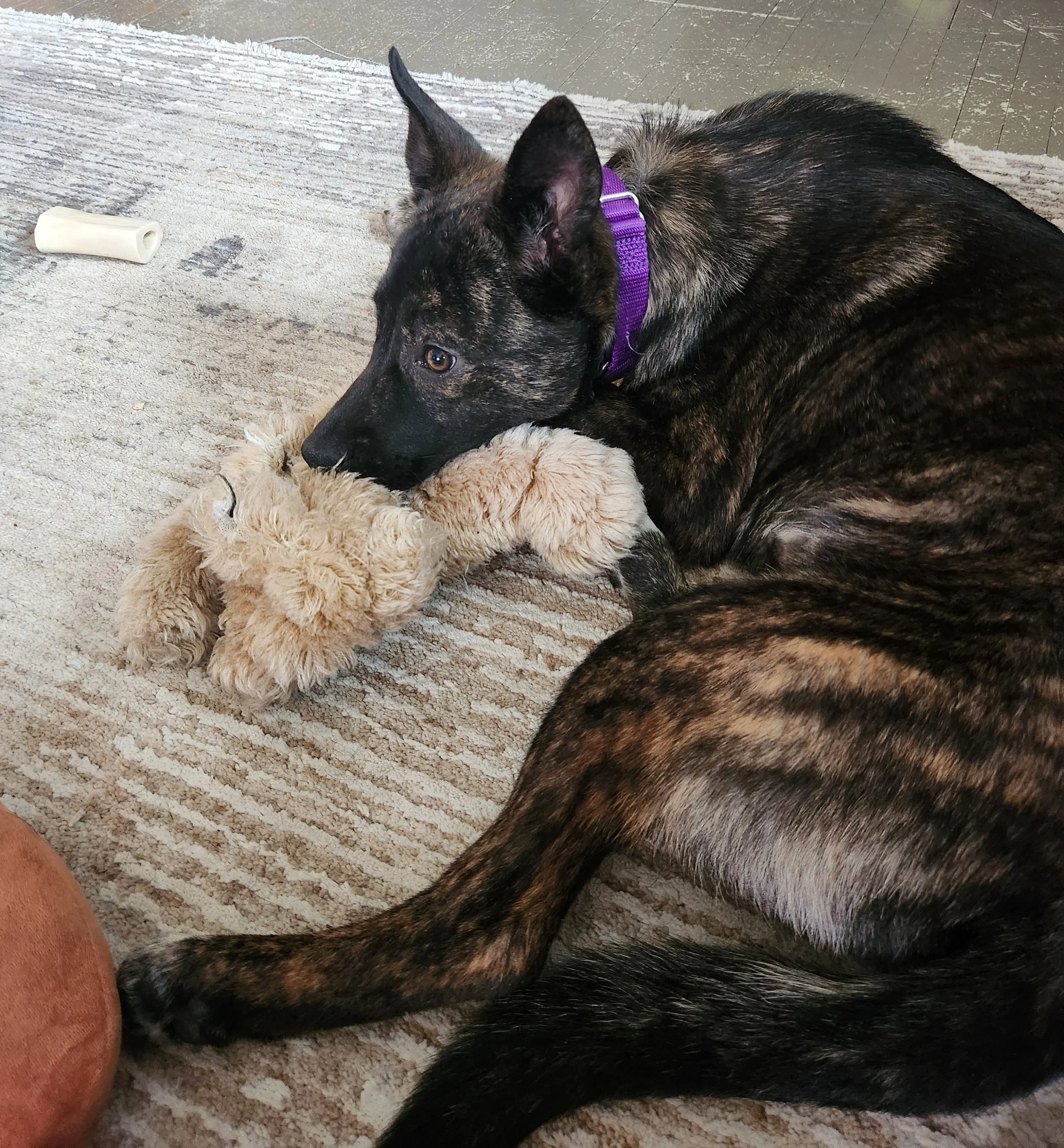 Echo with stuffy.jpg