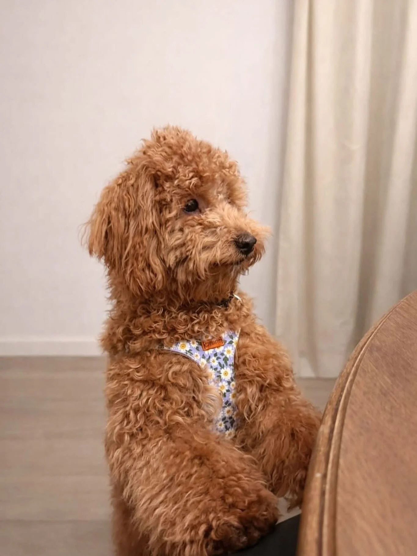 Welcome to Coco&rsquo;s Heart Frannie! 

Frannie is a 10-month-old mini Goldendoodle with the sweetest personality! Recently surrendered by a loving family due to health needs, she&rsquo;s thriving in foster care.

She&rsquo;s wonderful with kids (ev