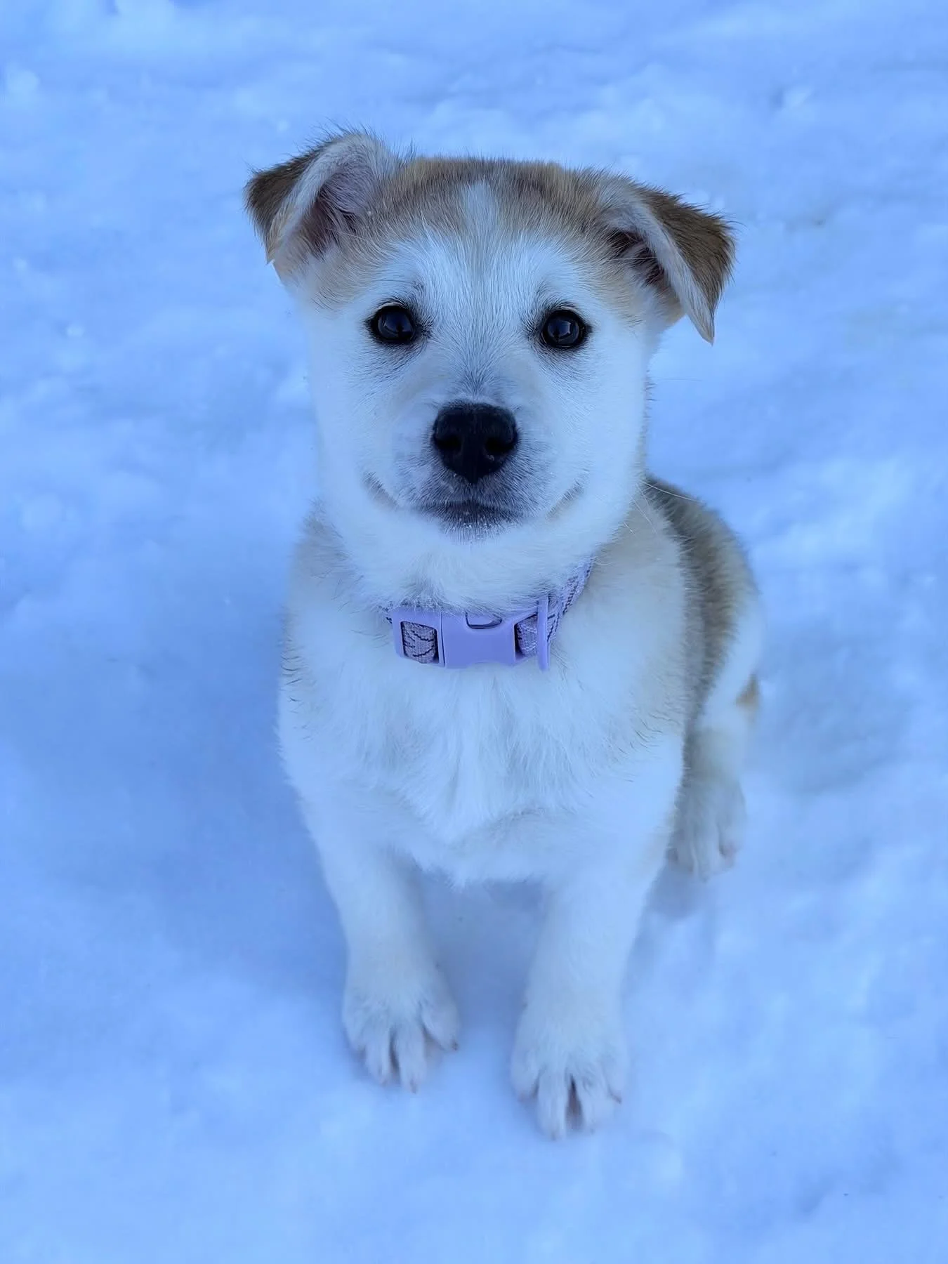 OH MY CUTENESS!! Sonia and Andrei are two adorable husky mix puppies who are waiting patiently to find their forever homes. They are social, friendly, and loving kiddos who hope to meet you soon!

For more information about them and our adoption proc