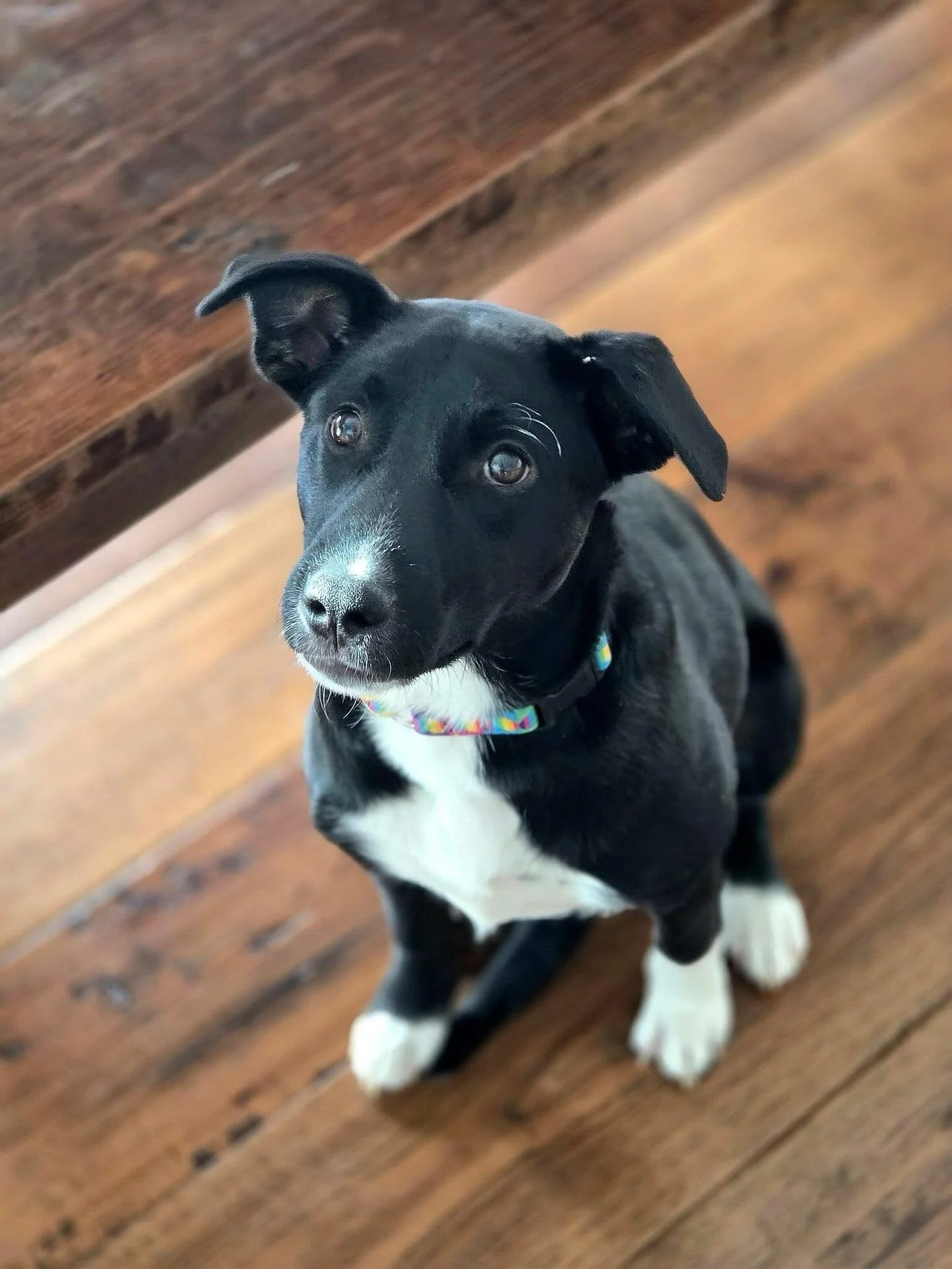Haley is the perfect family dog! She has been a complete joy in rescue. She is medium sized- at approx 25lbs at 7 months old. She has been overlooked and we do not know why. She is very smart, very sweet, quiet in her kennel, and excellent with child