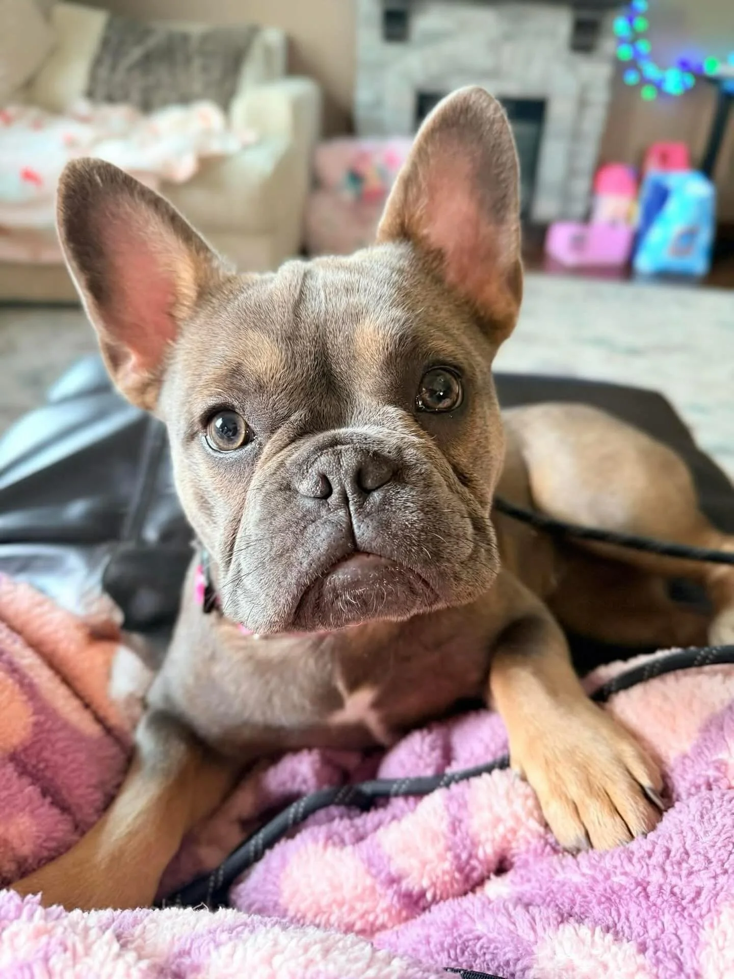 Welcome to Coco&rsquo;s Heart Kayla! 

She is a beautiful 7 month old French Bulldog with a heart of pure gold. She is such a sweet and loving little lady who adores snuggling with people and is doing great in a foster home with other dogs, cats, and